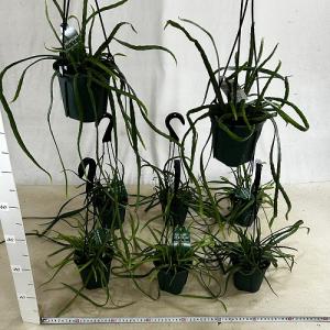 観葉植物 レピスミウム ボリビアナム 4号吊り...の詳細画像4