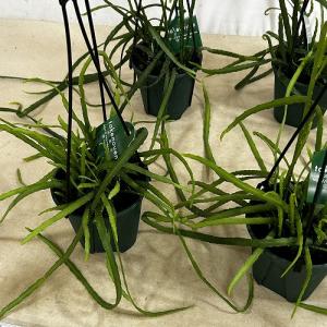 観葉植物 レピスミウム ボリビアナム 4号吊り...の詳細画像5