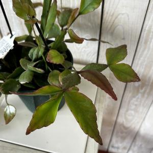 観葉植物　リプサリス エリプティカ 4号吊り鉢(緑)(個体おまかせ1鉢)　インテリア 室内 おしゃれ 可愛い かわいい
