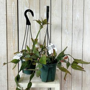 観葉植物 リプサリス エリプティカ 4号吊り鉢...の詳細画像1