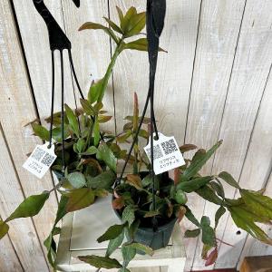 観葉植物 リプサリス エリプティカ 4号吊り鉢...の詳細画像2