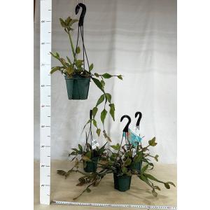 観葉植物 リプサリス エリプティカ 4号吊り鉢...の詳細画像5