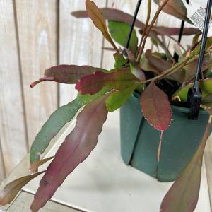 観葉植物　リプサリス ラムローサ 4号吊り鉢(緑)(個体おまかせ1鉢)　インテリア 室内 おしゃれ 可愛い かわいい