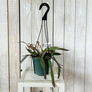 観葉植物 リプサリス ラムローサ 4号吊り鉢(...の詳細画像1