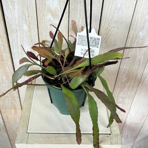 観葉植物 リプサリス ラムローサ 4号吊り鉢(...の詳細画像2
