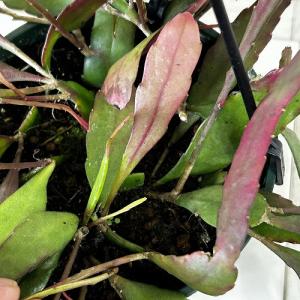観葉植物 リプサリス ラムローサ 4号吊り鉢(...の詳細画像3