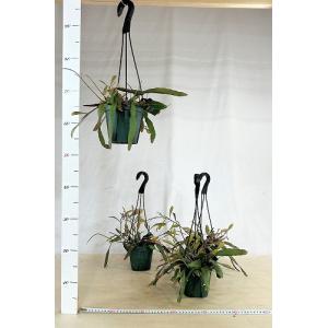 観葉植物 リプサリス ラムローサ 4号吊り鉢(...の詳細画像4