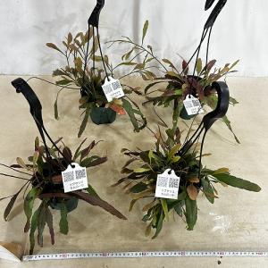 観葉植物 リプサリス ラムローサ 4号吊り鉢(...の詳細画像5