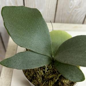 観葉植物　コウモリラン EI 3号ポット(個体おまかせ1鉢)　インテリア 室内 おしゃれ 可愛い かわいい
