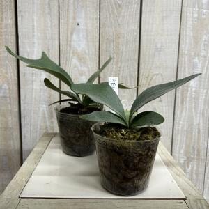 観葉植物 コウモリラン EI 3号ポット(個体...の詳細画像1