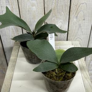 観葉植物 コウモリラン EI 3号ポット(個体...の詳細画像2