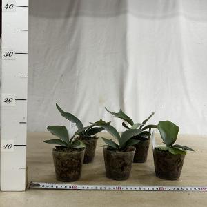 観葉植物 コウモリラン EI 3号ポット(個体...の詳細画像3