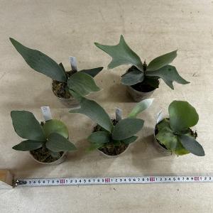 観葉植物 コウモリラン EI 3号ポット(個体...の詳細画像4
