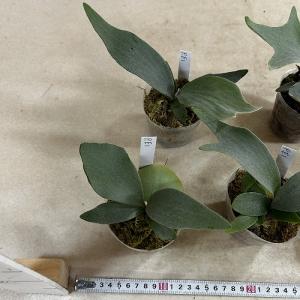 観葉植物 コウモリラン EI 3号ポット(個体...の詳細画像5