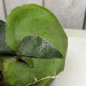 観葉植物　コウモリラン ウィリンキーコッパーウィル 3号ポット(個体おまかせ1鉢)　インテリア 室内 おしゃれ 可愛い かわいい