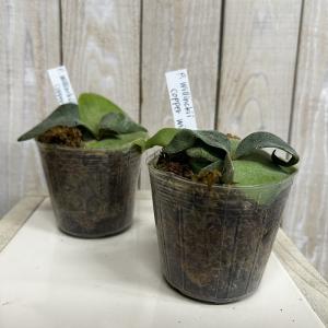 観葉植物 コウモリラン ウィリンキーコッパーウ...の詳細画像1