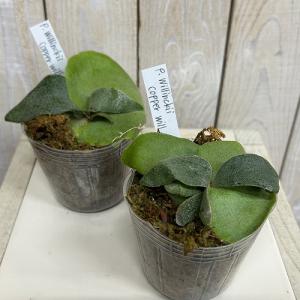 観葉植物 コウモリラン ウィリンキーコッパーウ...の詳細画像2