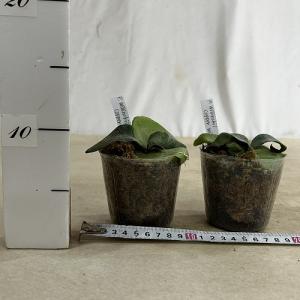 観葉植物 コウモリラン ウィリンキーコッパーウ...の詳細画像3