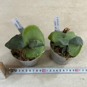 観葉植物 コウモリラン ウィリンキーコッパーウ...の詳細画像4