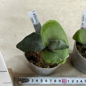 観葉植物 コウモリラン ウィリンキーコッパーウ...の詳細画像5