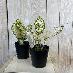観葉植物 アグラオネマ ホワイトオレンジ 3号...の詳細画像1