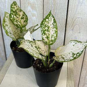観葉植物 アグラオネマ ホワイトオレンジ 3号...の詳細画像2