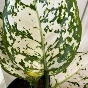 観葉植物 アグラオネマ ホワイトオレンジ 3号...の詳細画像3