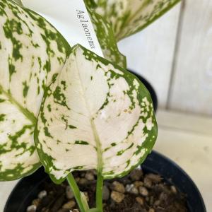 観葉植物 アグラオネマ ホワイトオレンジ 3号...の詳細画像4