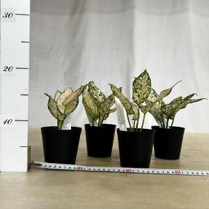 観葉植物 アグラオネマ ホワイトオレンジ 3号...の詳細画像5
