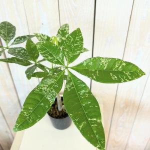 観葉植物　斑入りパキラ ミルキーウェイ【大きめ】 2.5号硬質ポット(個体おまかせ1鉢)　インテリア 室内 おしゃれ 可愛い かわいい