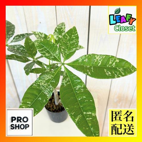 観葉植物　斑入りパキラ ミルキーウェイ【大きめ】 2.5号硬質ポット(個体おまかせ1鉢)　インテリア...