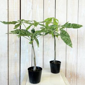 観葉植物 斑入りパキラ ミルキーウェイ【大きめ...の詳細画像1