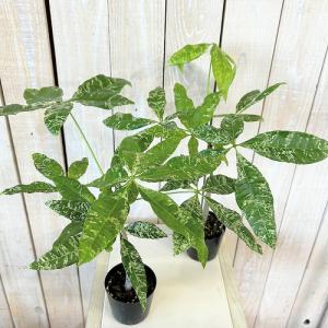 観葉植物 斑入りパキラ ミルキーウェイ【大きめ...の詳細画像2