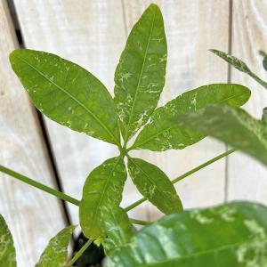 観葉植物 斑入りパキラ ミルキーウェイ【大きめ...の詳細画像3