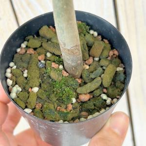 観葉植物 斑入りパキラ ミルキーウェイ【大きめ...の詳細画像4