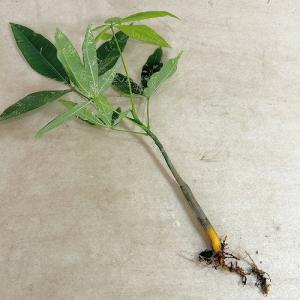 観葉植物 斑入りパキラ ミルキーウェイ【大きめ...の詳細画像5