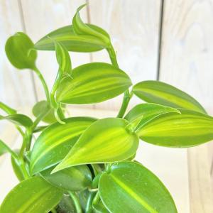 観葉植物　バニラ 斑入り 3号ポット(個体おまかせ1鉢)　インテリア 室内 おしゃれ 可愛い かわいい