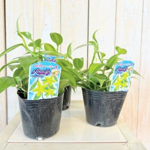 観葉植物 バニラ 斑入り 3号ポット(個体おま...の詳細画像1