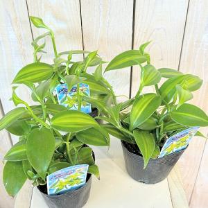 観葉植物 バニラ 斑入り 3号ポット(個体おま...の詳細画像2