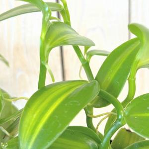 観葉植物 バニラ 斑入り 3号ポット(個体おま...の詳細画像3