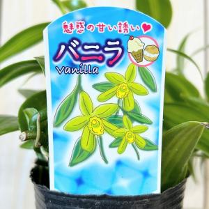 観葉植物 バニラ 斑入り 3号ポット(個体おま...の詳細画像4
