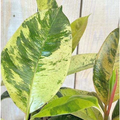 観葉植物　斑入りゴムの木(フィカス ジン) 3号ポット(個体おまかせ1鉢)　インテリア 室内 おしゃ...