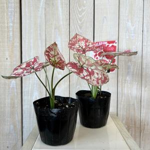 観葉植物 カラジウム スカーレットマリー 3....の詳細画像1