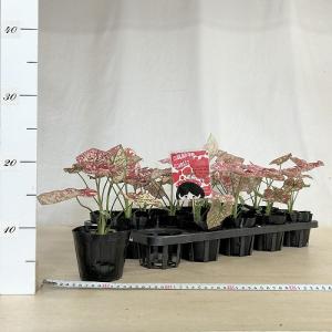 観葉植物 カラジウム スカーレットマリー 3....の詳細画像5