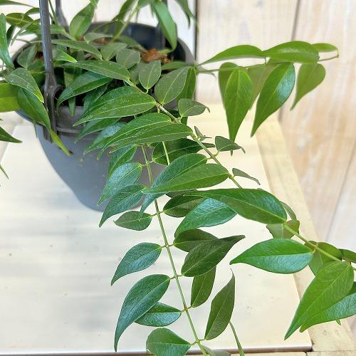 観葉植物　ホヤ レウカンサ 3.5号吊り鉢(個体おまかせ1鉢)　インテリア 室内 おしゃれ 可愛い ...
