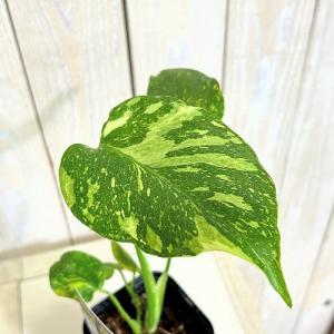 観葉植物　モンステラ デリシオサ エレクトロライト 3号ロング角黒鉢(個体おまかせ1鉢)　インテリア 室内 おしゃれ 可愛い かわいい