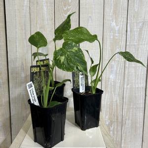 観葉植物 モンステラ デリシオサ エレクトロラ...の詳細画像1