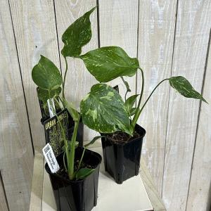 観葉植物 モンステラ デリシオサ エレクトロラ...の詳細画像2