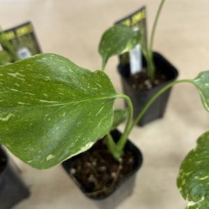 観葉植物 モンステラ デリシオサ エレクトロラ...の詳細画像3