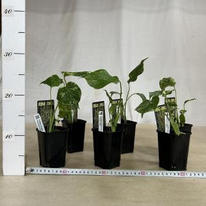 観葉植物 モンステラ デリシオサ エレクトロラ...の詳細画像4